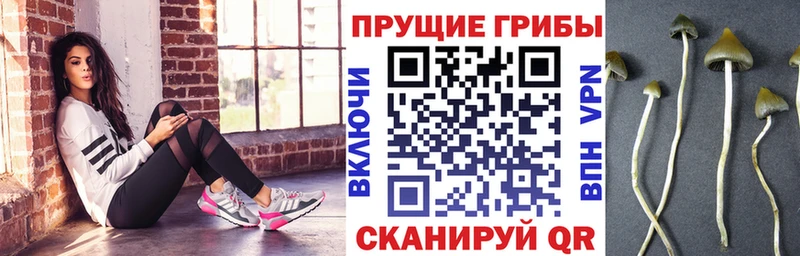 дарк нет официальный сайт  Спасск-Дальний  Псилоцибиновые грибы мицелий  кракен рабочий сайт 